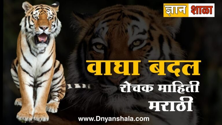 Tiger information in Marathi