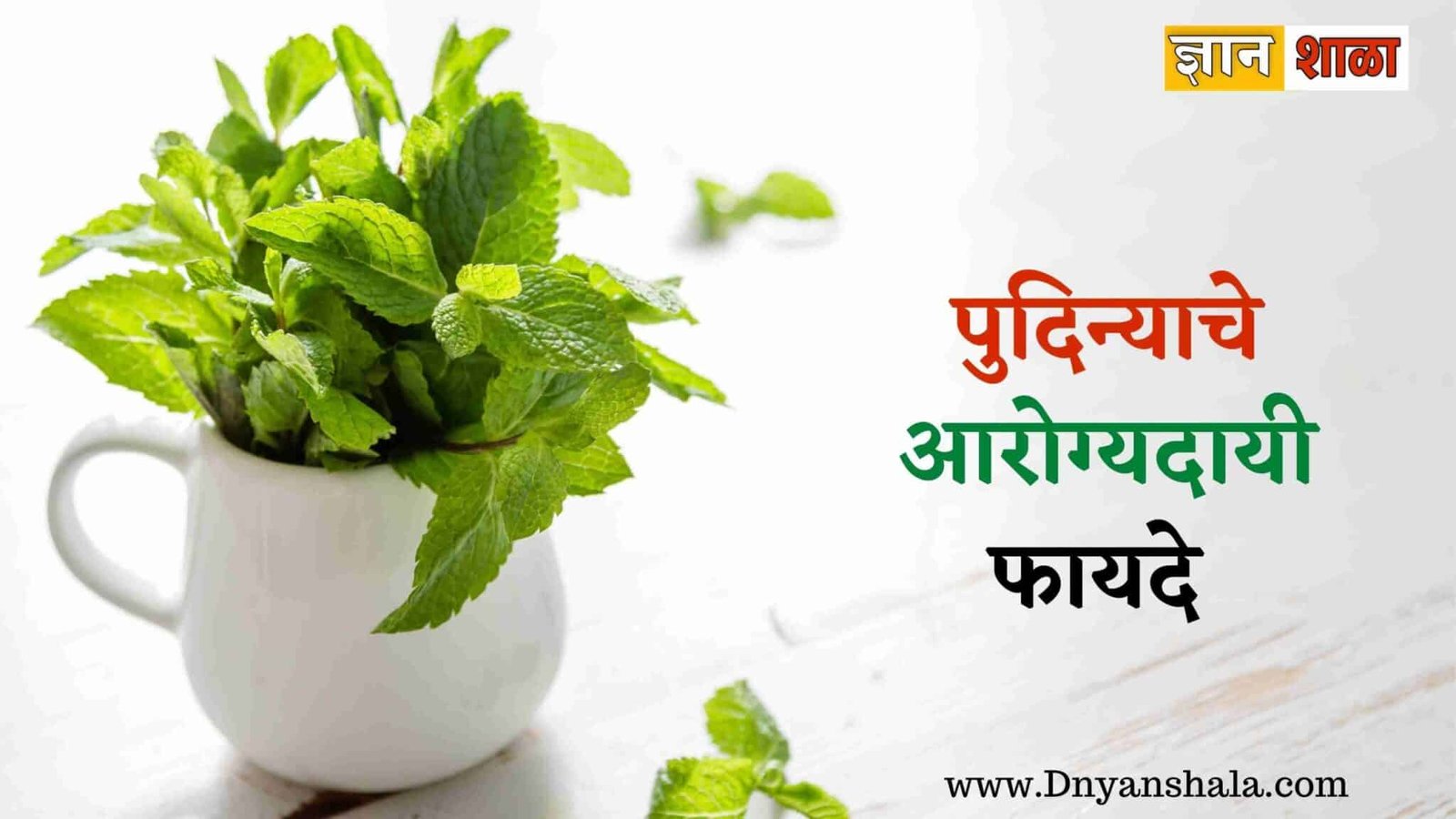 mint leaves benefits in marathi