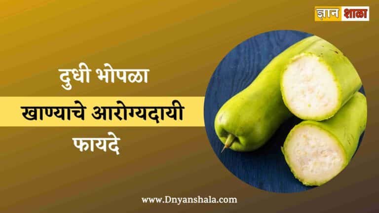 Bottle Gourd Health Benefits in Marathi