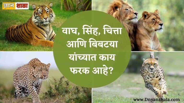 What is the difference among lion,tiger,cheetah,leopard, jaguar and puma ?