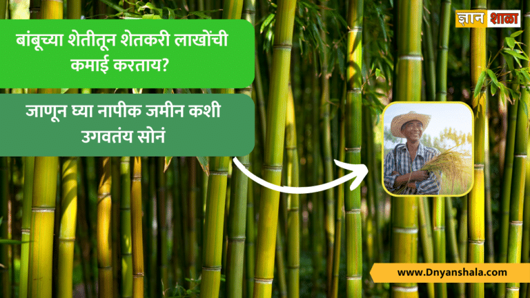 Know About Bamboo Farming And business idea in marathi