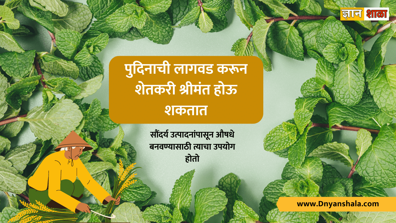 Mint farming information in marathi