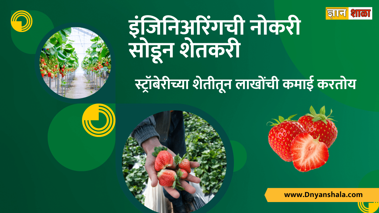 Strawberry farming in india profit