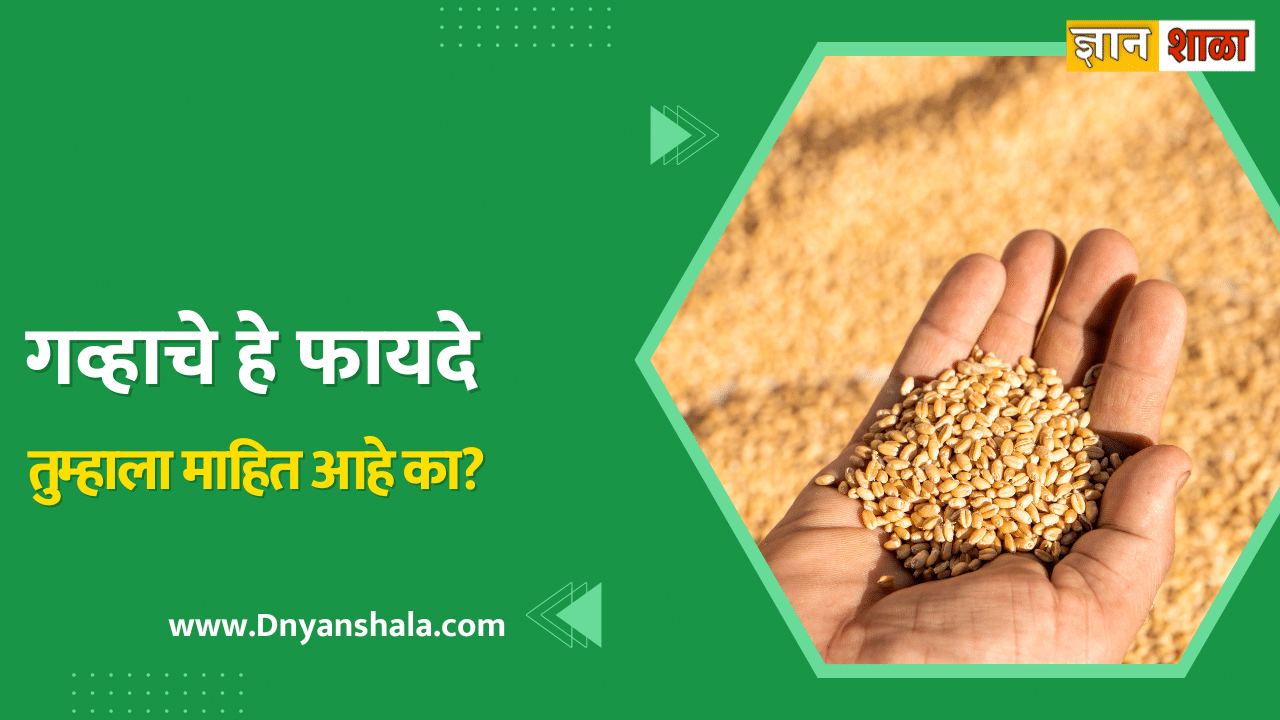 Wheat health benefits in Marathi