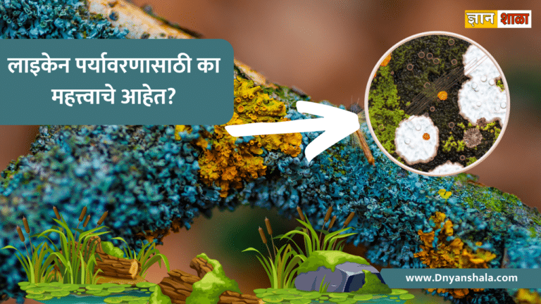Why is lichen important to the environment in Marathi