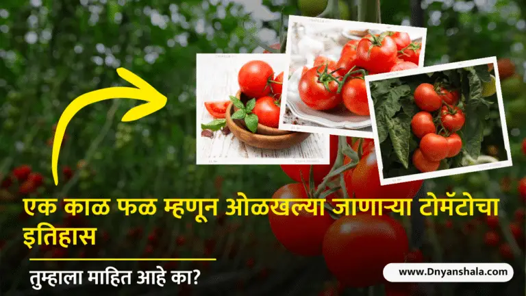 Tomato history in marathi