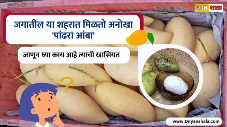 white mango information in marathi