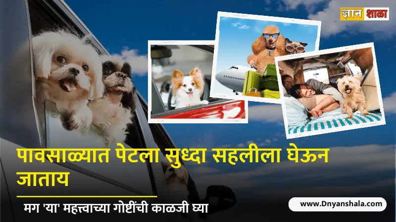 How to plan safe travel with your pet during monsoons