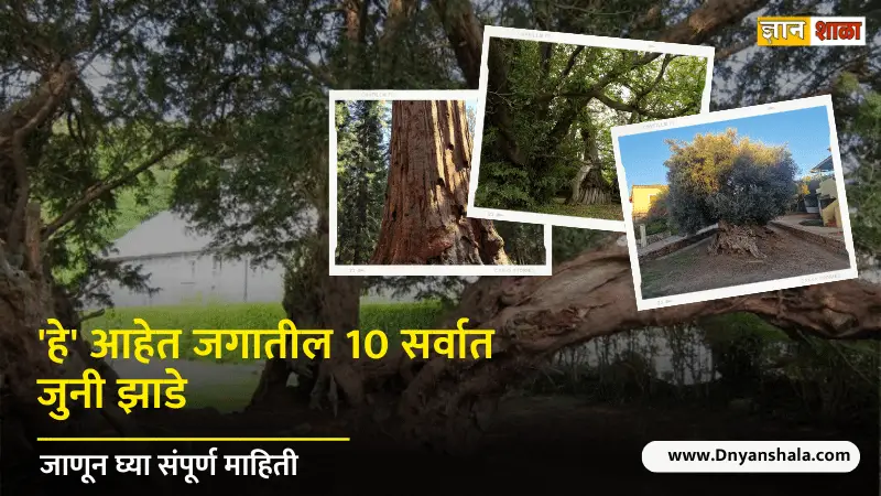 Oldest tree in the world in marathi