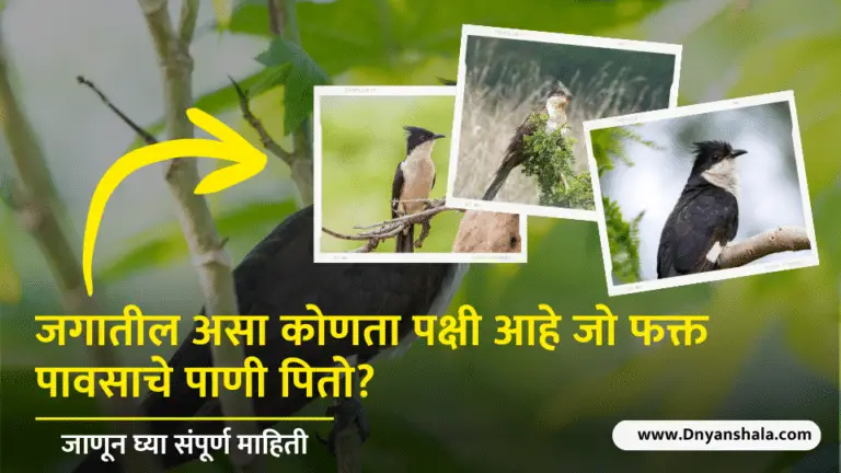 Which bird drinks only rain water in marathi