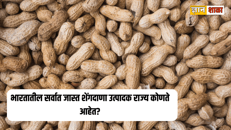 भारतातील सर्वात जास्त शेंगदाणा उत्पादक राज्य कोणते आहेत? जाणून घ्या संपूर्ण माहिती |Which state is the largest producer of groundnut in India?