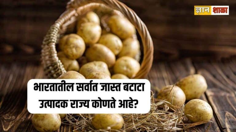 Which state is the largest producer of potato